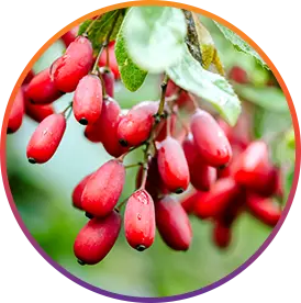 Berberine