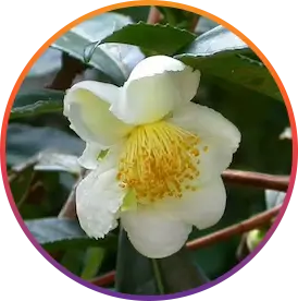 Camellia Sinensis