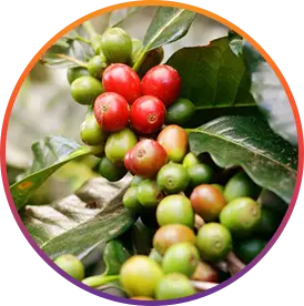 Chlorogenic Acid