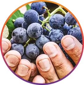 Resveratrol